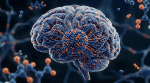 A 3D medical visualization of the human brain and nervous system pathways, illustrating how Somnii ingredients support parasympathetic nervous system activation for stress relief.