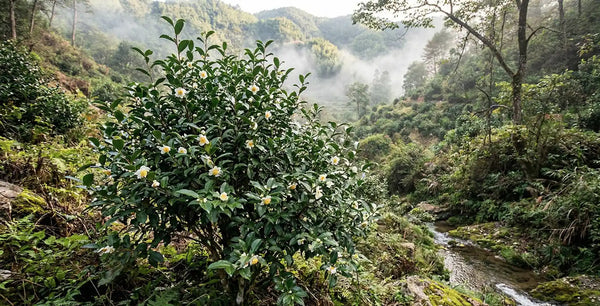 A lush green tea bush (Camellia sinensis) with white flowers in a misty mountain valley, the natural source of L-theanine used in Somnii wellness supplements.